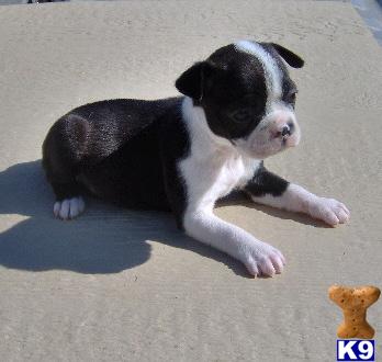 Dayna - Adorable Black Boston Terrier Girl